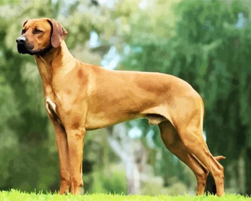 Ridgeback Dogs paint by numbers
