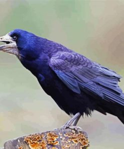 Rook Bird Paint By Number