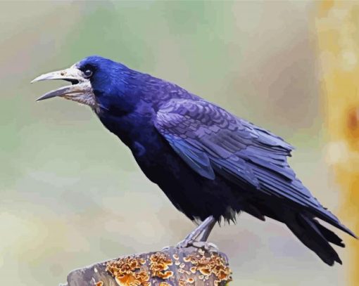 Rook Bird Paint By Number
