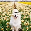 Samoyed Enjoying The Spring paint by numbers