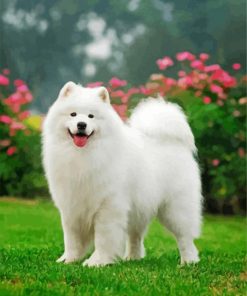 Samoyed Pet paint by numbers