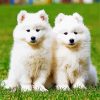 Samoyed Puppies paint by numbers
