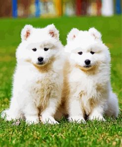 Samoyed Puppies paint by numbers