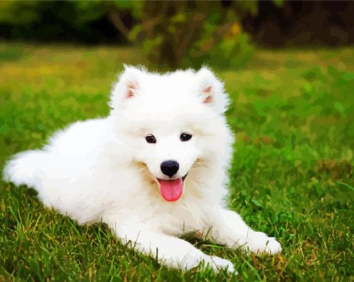 Samoyed Puppy paint by numbers