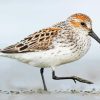 Sandpiper Bird paint by numbers
