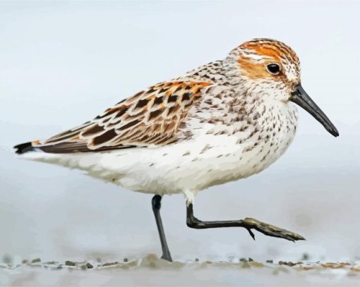 Sandpiper Bird paint by numbers