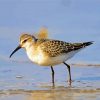 Sandpiper paint by numbers