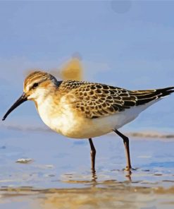 Sandpiper paint by numbers