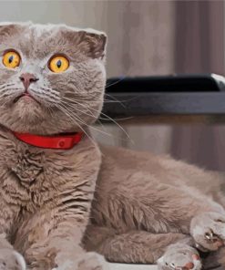 Scottish Fold Grey Cat paint by numbers