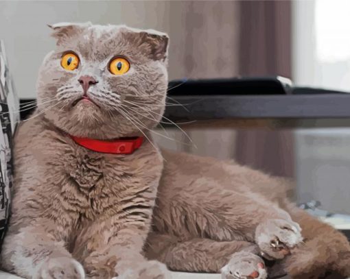Scottish Fold Grey Cat paint by numbers