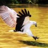 Sea Eagle Bird Accipitriforme paint by numbers