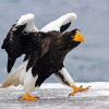 Sea Eagle Bird in Snow paint by numbers