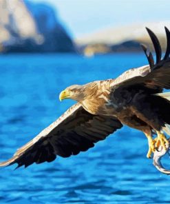 Sea Eagle Bird Paint By Number