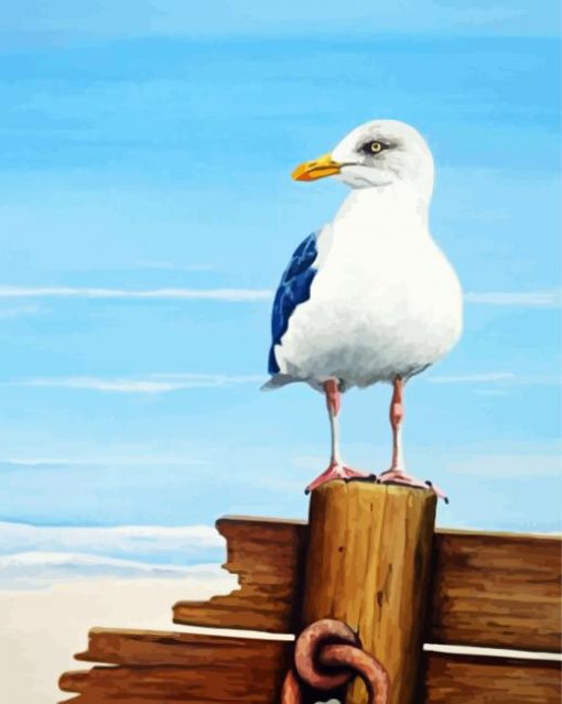 Seagulls Bird paint by numbers