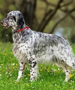 Setter Dog paint by numbers