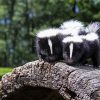 Skunk Animals Paint By Number