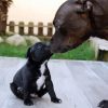 Staffordshire Bull Terrier Dog And Puppy Paint By Number