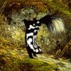 Striped Skunk Animal paint by numbers