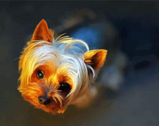 Teacup Yorkshire Terrier paint by numbers