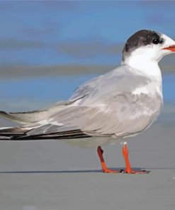 Tern Bird paint by numbers