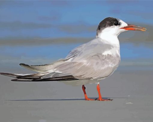 Tern Bird paint by numbers