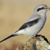 The Great Grey Shrike Paint By Number
