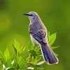 The Northern Mockingbird paint by numbers