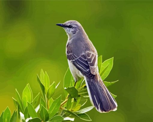 The Northern Mockingbird paint by numbers