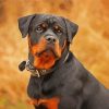 The Rottweiler Dog paint by numbers