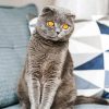 The Scottish Fold Grey Cat Paint By Number