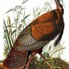 The Wild turkey by John James Audubon paint by numbers