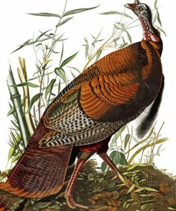 The Wild turkey by John James Audubon paint by numbers
