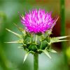 Thistle Plant paint by numbers