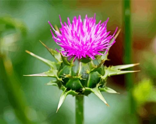 Thistle Plant paint by numbers