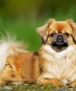 Tibetan Spaniel Paint By Number