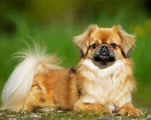 Tibetan Spaniel Paint By Number