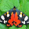Tiger Moth Butterfly Paint By Number