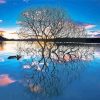Tree Reflection on Lake paint by numbers