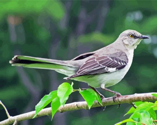 Tropical Mockingbird Paint By Number