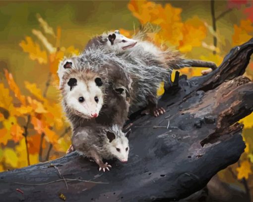 Virginia opossum paint by numbers