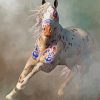 Warrior Appaloosa Horse Paint By Number