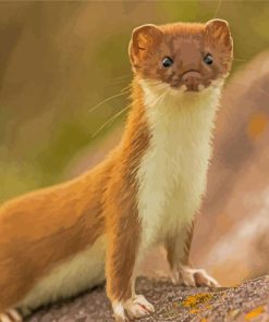 Brown Small Weasel Paint By Number