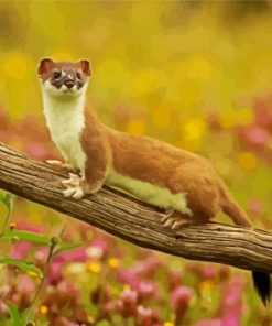Small Weasel Paint By Number