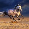 White Andalusian Horse In The Desert Paint By Number