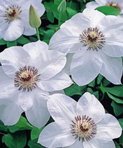 White Clematis paint by numbers
