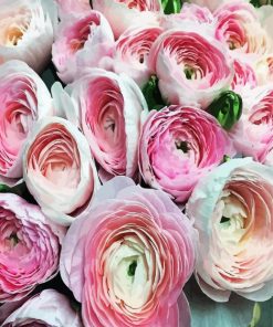 White Pink Ranunculus Flowers paint by numbers