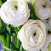 White Ranunculus Paint By Number