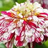 White And Red Zinnia Flowers Paint By Number