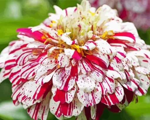 White And Red Zinnia Flowers Paint By Number