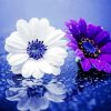 White and Purple Daisy Raindrop paint by numbers